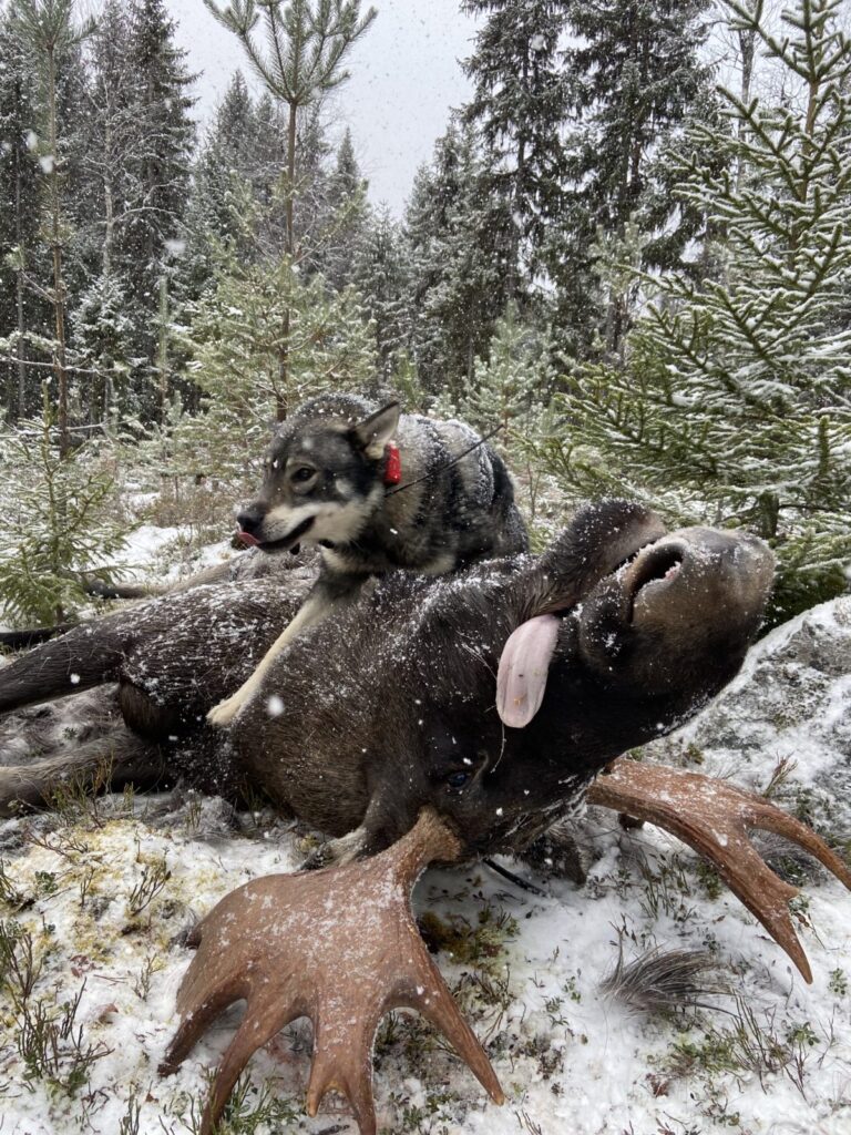 Jaktchampion döda älgen